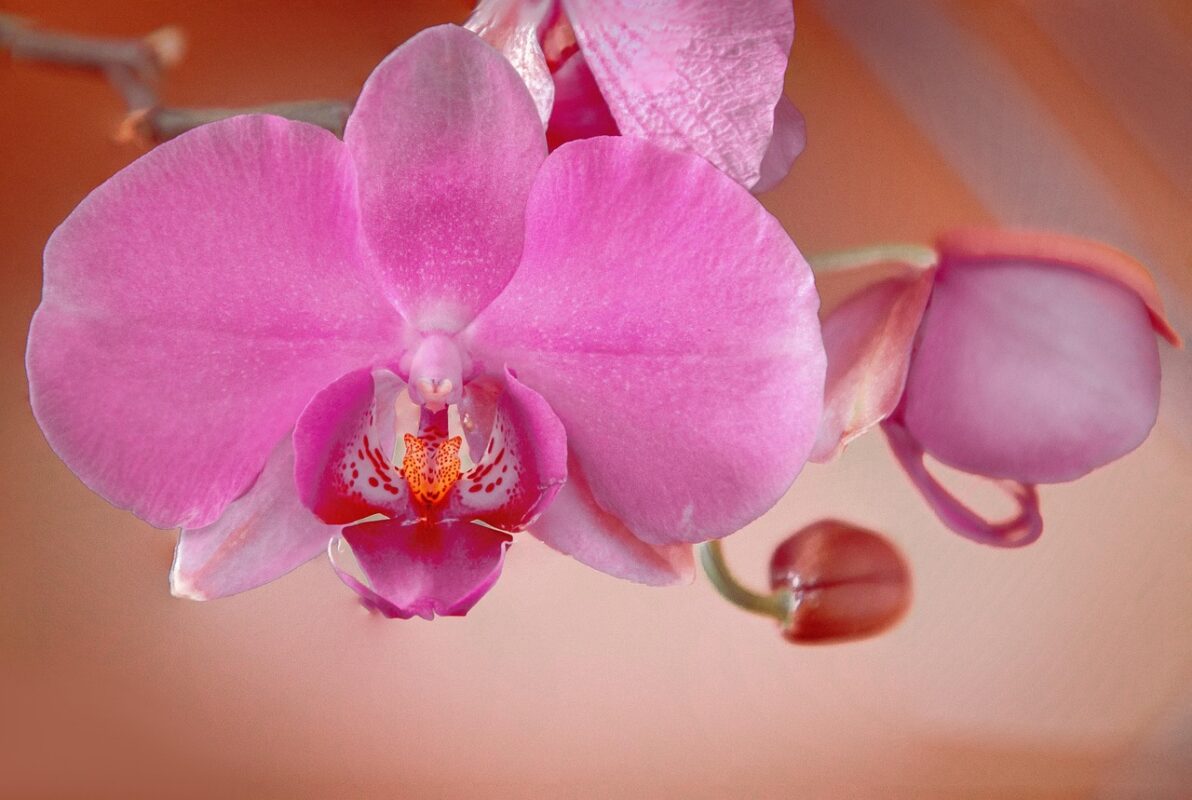 Orchids growing in pots on a shaded patio
