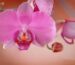 Orchids growing in pots on a shaded patio