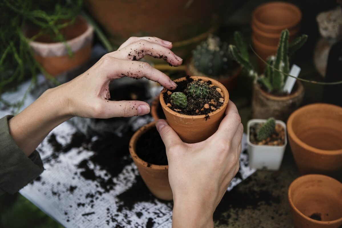 A phalaenopsis being repotted into fresh bark