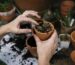 A phalaenopsis being repotted into fresh bark
