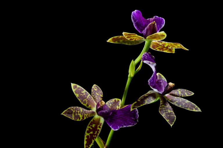 Why orchid pots have holes in the sides
