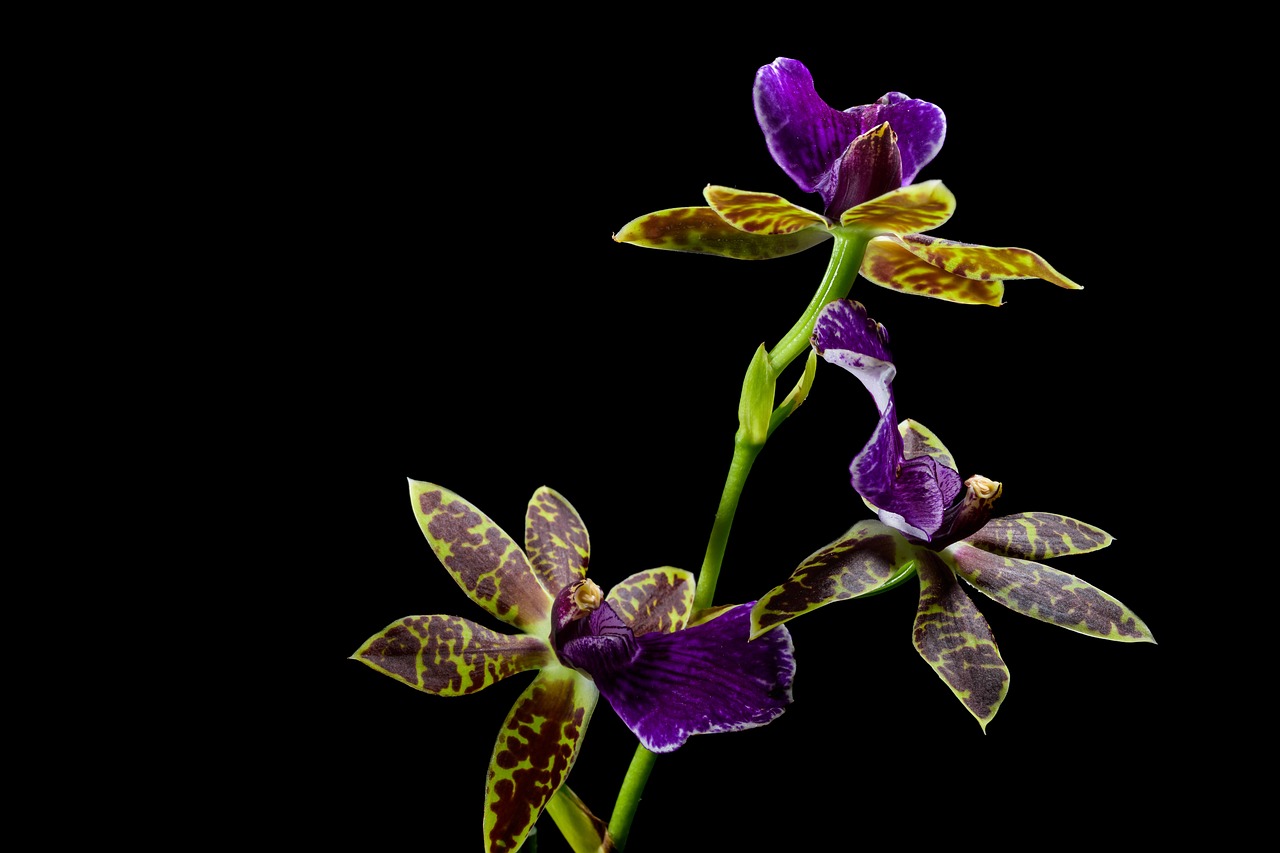 A clear slotted orchid pot with visible roots